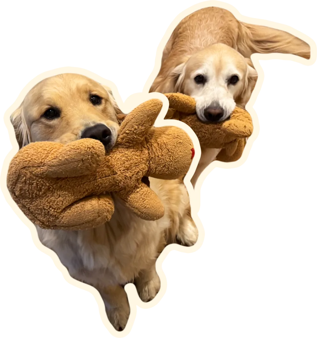 Two golden retrievers holding stuffed toys