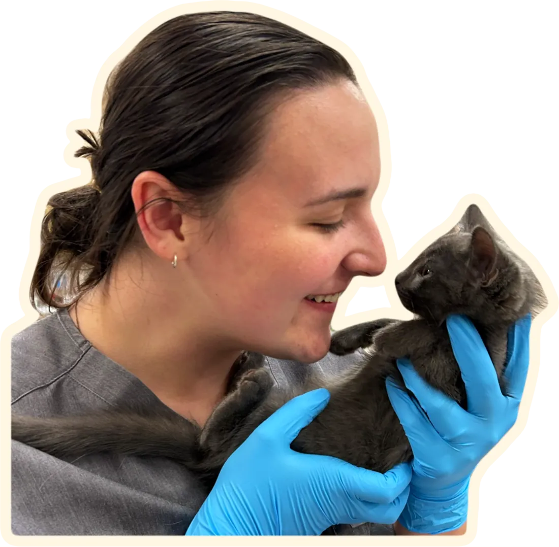 Elle nose to nose with a gray kitten